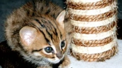 Rusty cat: šarmantan mali predator